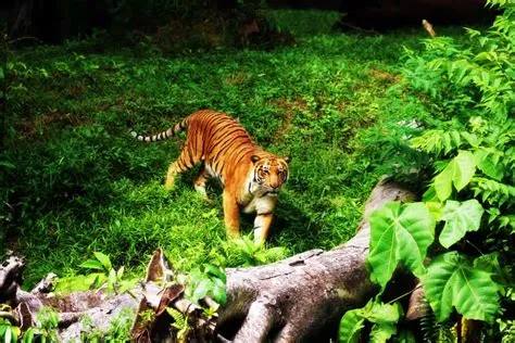 Zoo Taiping! Experience Diverse Wildlife and Lush Tropical Gardens in Malaysia